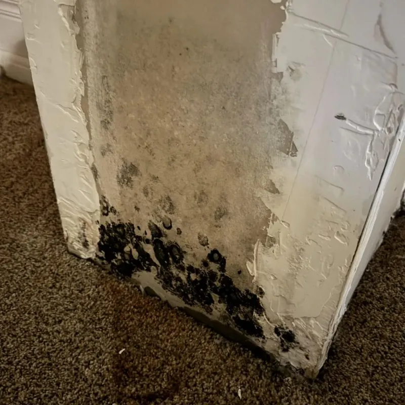 Professional Mold Removal in Columbus, MN